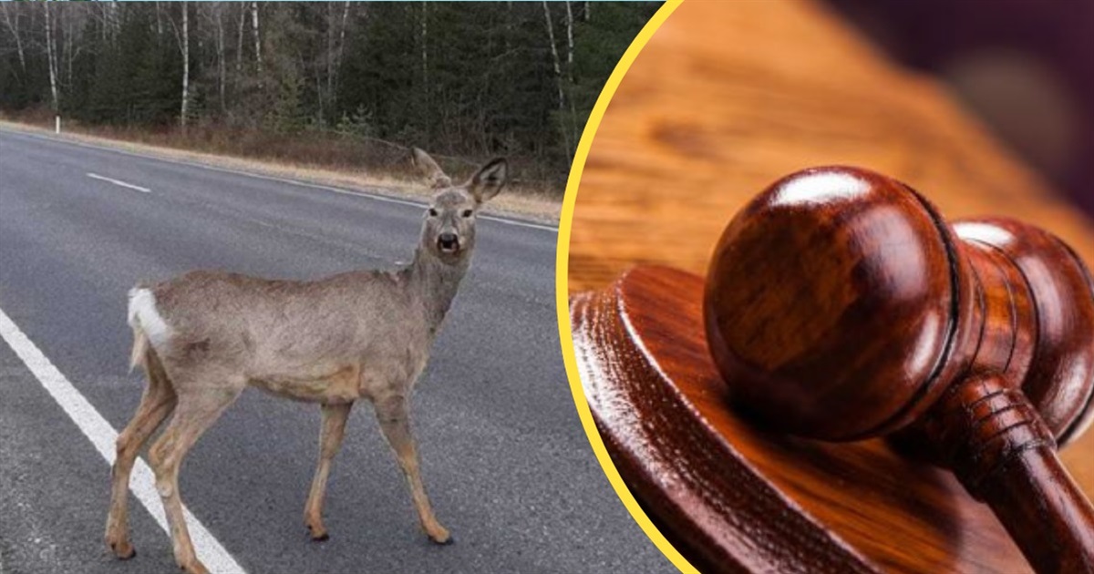 Водій авто збив косулю на Переяславщині: як його покарав суд