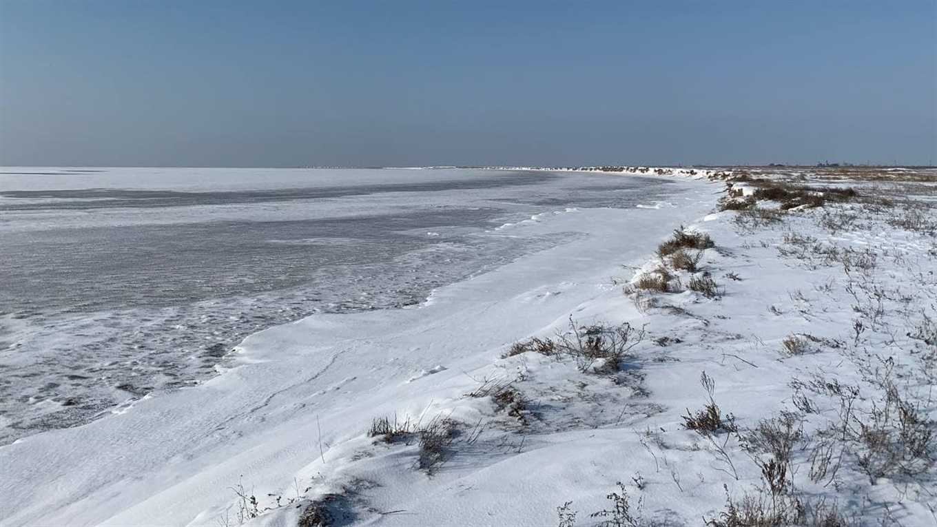Спасли лебедей из ледяного плена