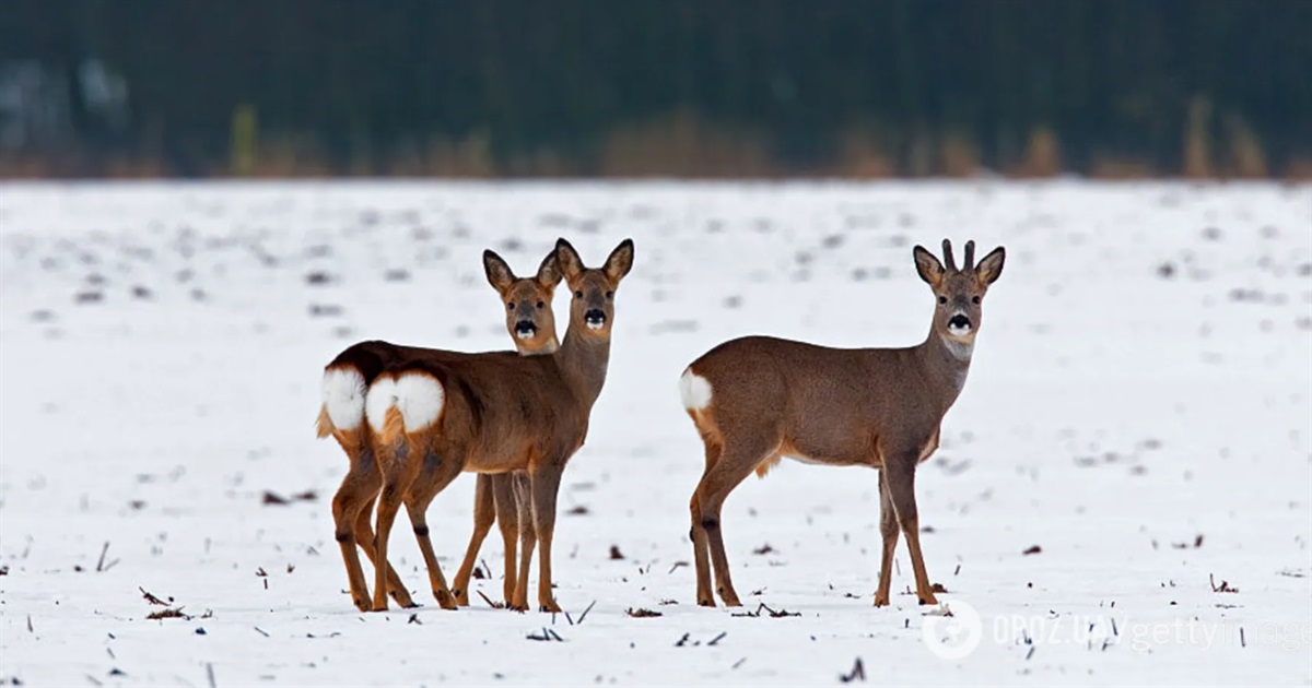 Кабани, козулі та олені: моніторинг мисливських угідь Звягельщини