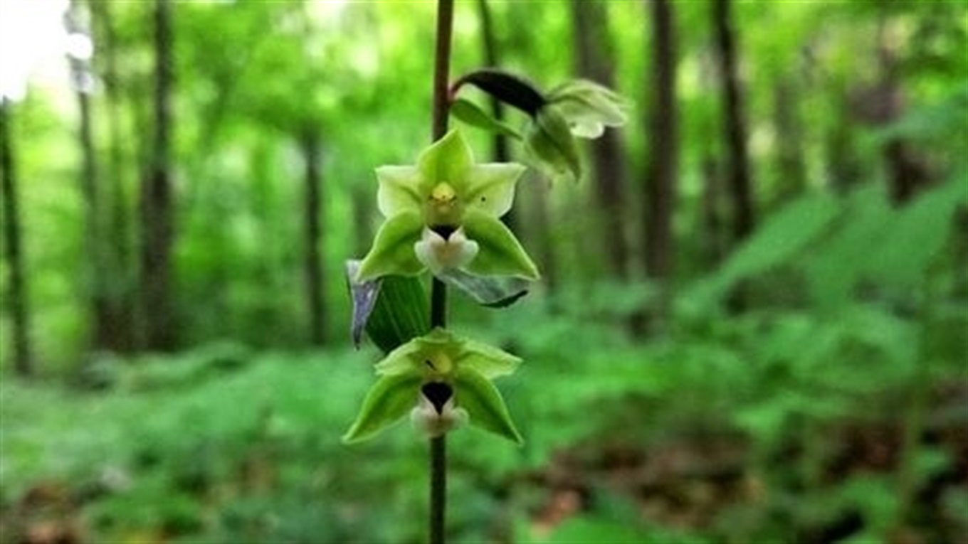 Неподалік Нетішина, у національному природному парку "Мале Полісся", розквітли рідкісні орхідеї
