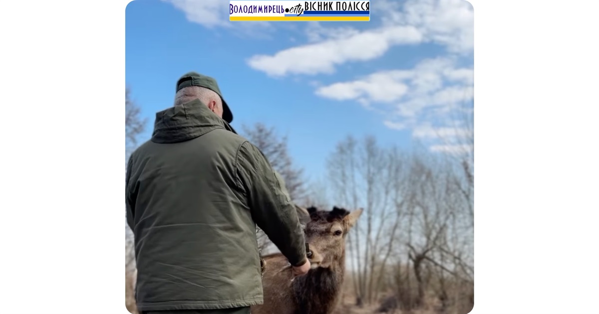 Олень Борис повернувся в Зарічне: цього разу не сам