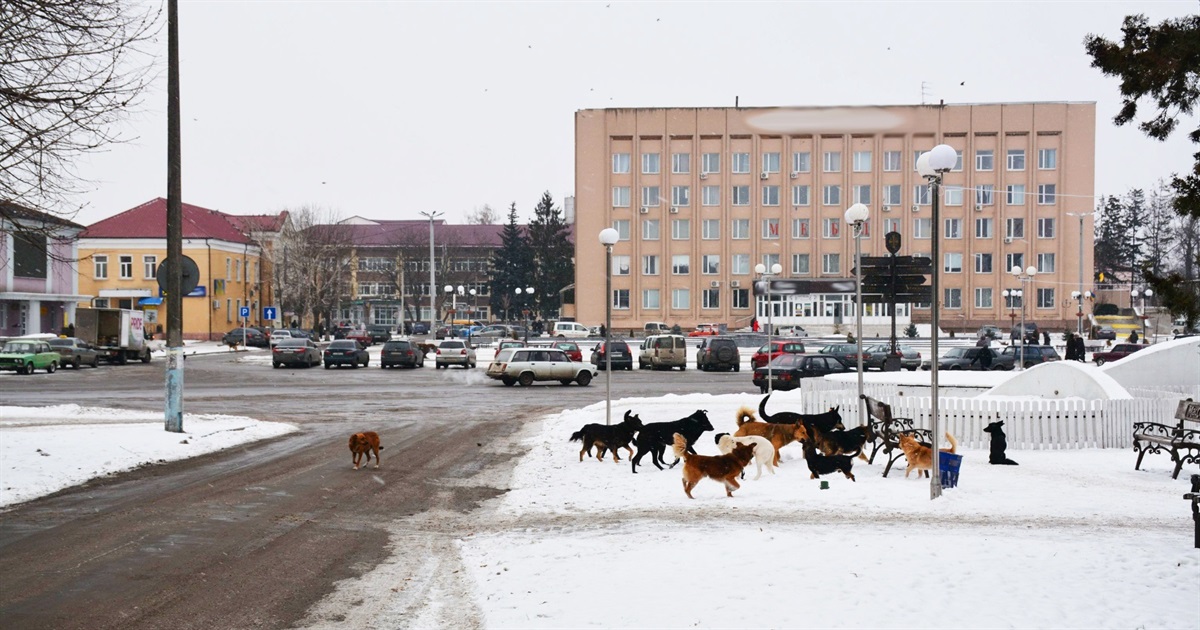 У Золотоноші спеціалізовані служби протягом двох днів ловитимуть і стерилізуватимуть собак-безхатьок