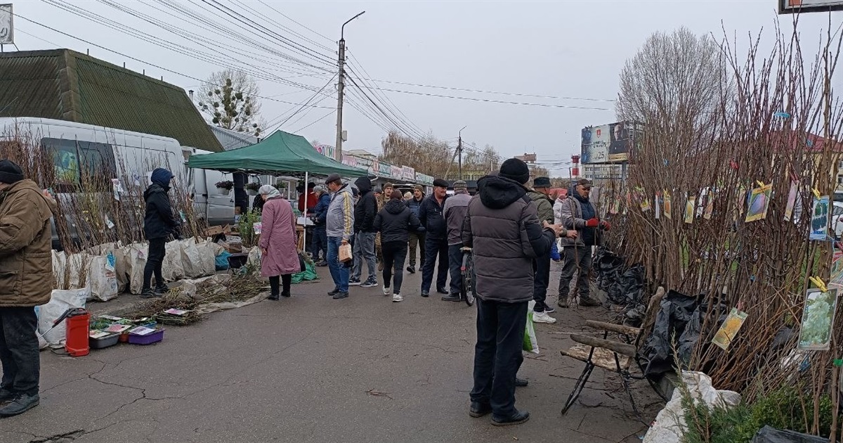 На базарі у Переяславі саджанці капусти продавали по 70 гривень за десяток, кущики полуниці – по 15