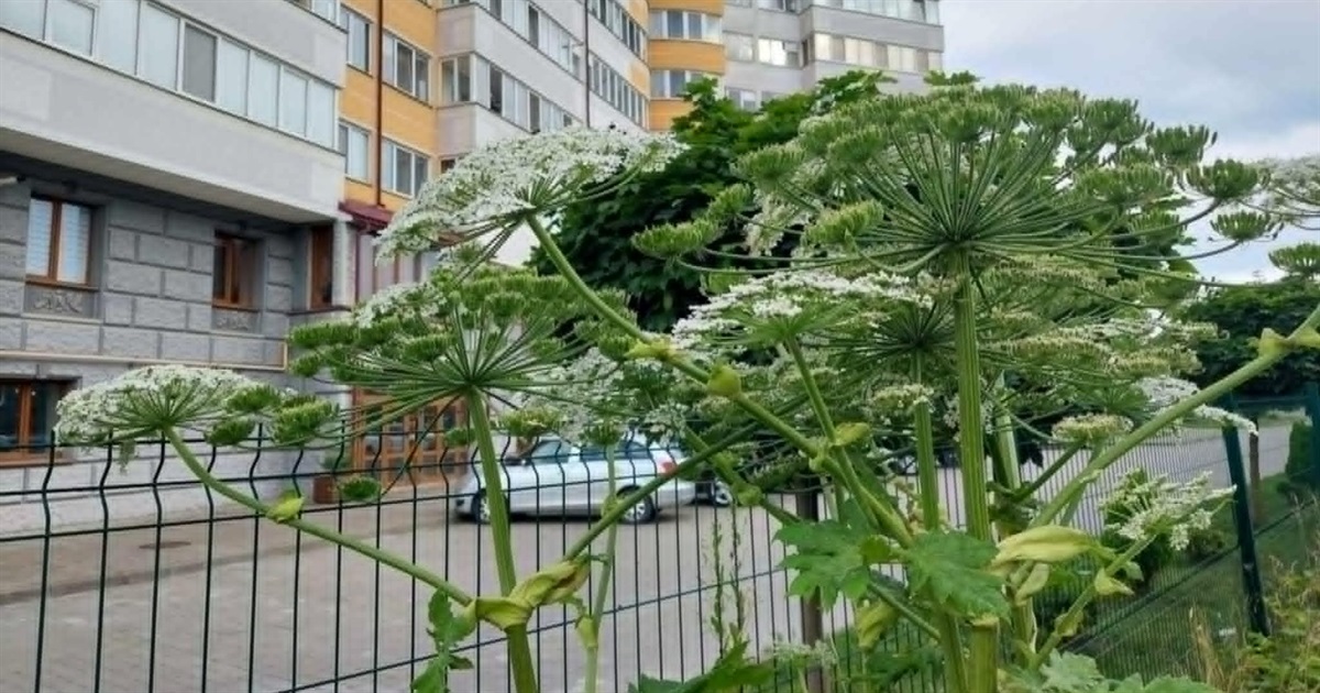 «Обпікаючі» факти про Борщівник Сосновського