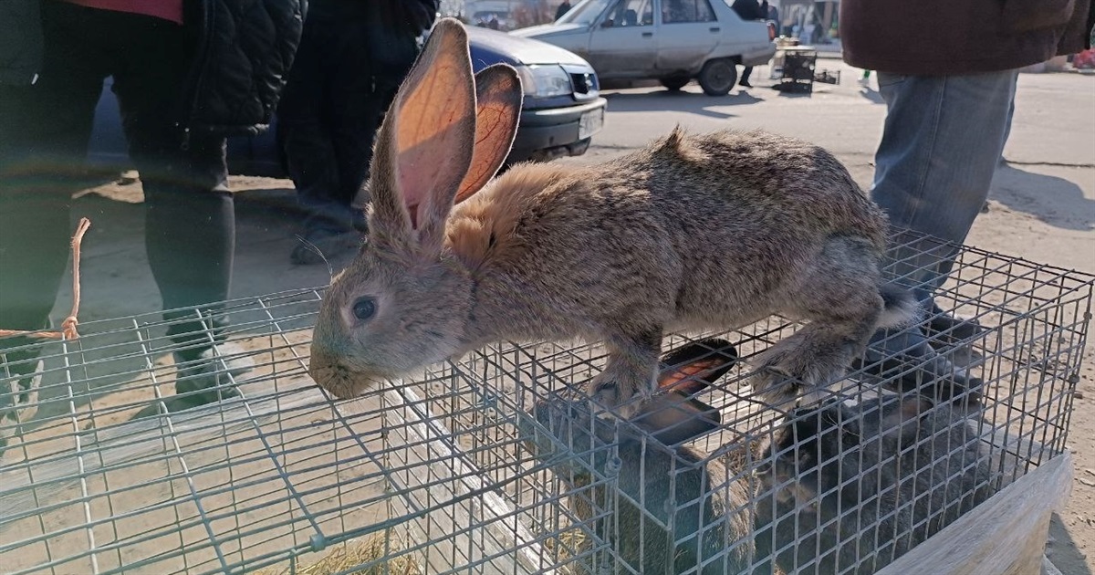 На базарі у Переяславі вже продавали курей і кролів, а тюльпани подешевшали до 35 гривень