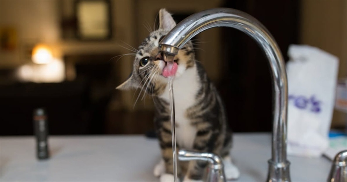 Водоканал Звягеля попередив про відключення води в одному з мікрорайонів міста