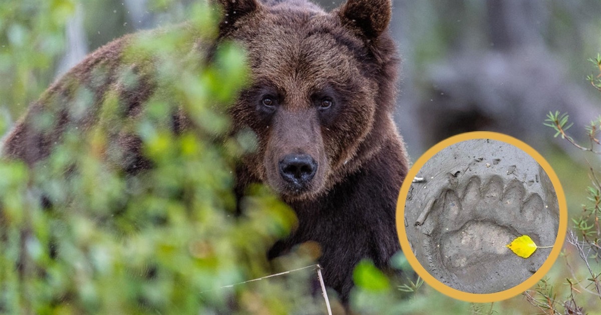 У лісах Рівненщини помітили ведмежі сліди: звідки звір на Поліссі і що робити при зустрічі