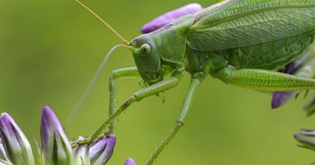 🦗Співають романтичні трелі в плавнях, аж доки не зітруть крила. Цікаві факти про цвіркунів