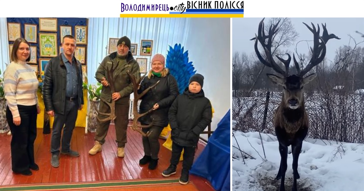 Роги зарічненського оленя Борьки тепер музейний експонат