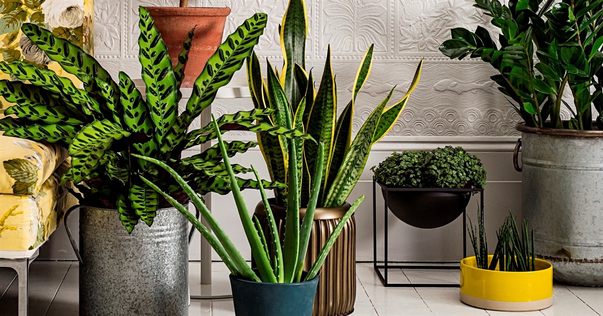 Корисні кімнатні рослини для дому: гід для українців