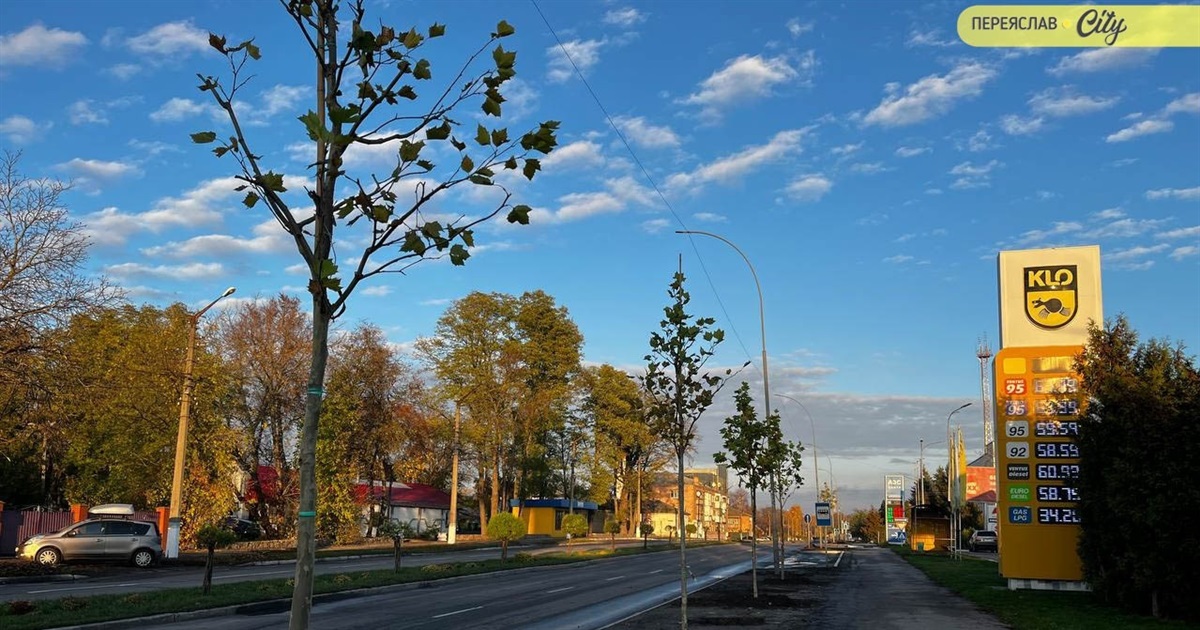 У Переяславі висаджують платани уздовж вулиці Покровської: що відомо про ці дерева