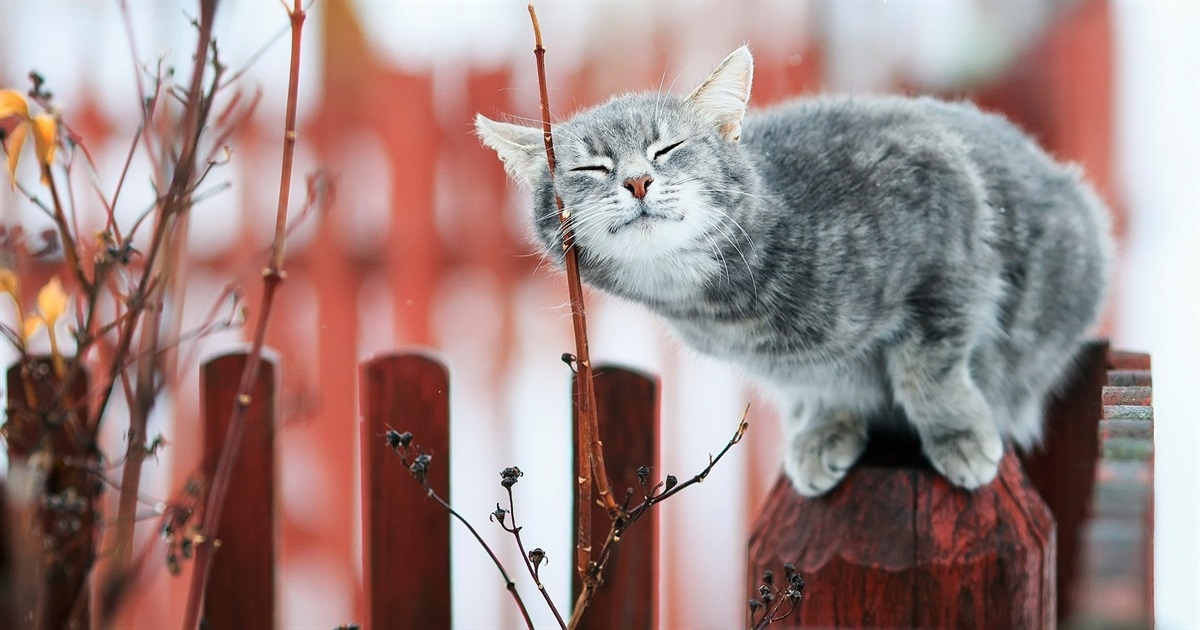 Без опадів і до +16 градусів: прогноз погоди на Сумщині та в Україні