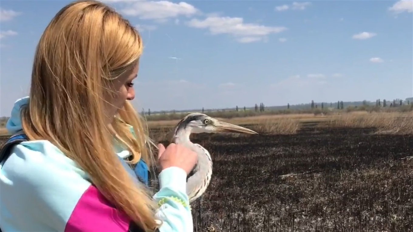 Одеситка Юля рік доглядала за хворою чаплею, а весною повернула її у дику природу на Турунчуку