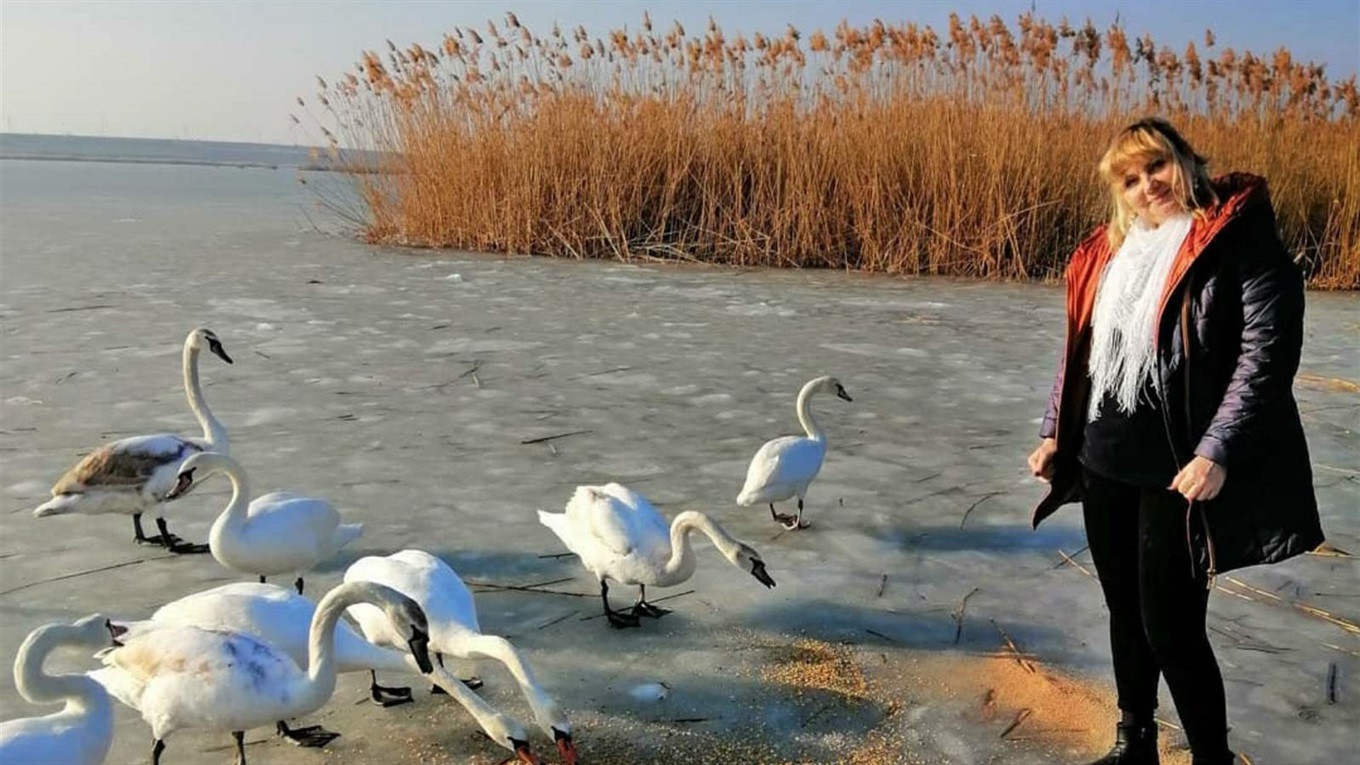 У Біляївці в районі Дитячого пляжу поселилися лебеді: що важливо знати, аби  їм не нашкодити 