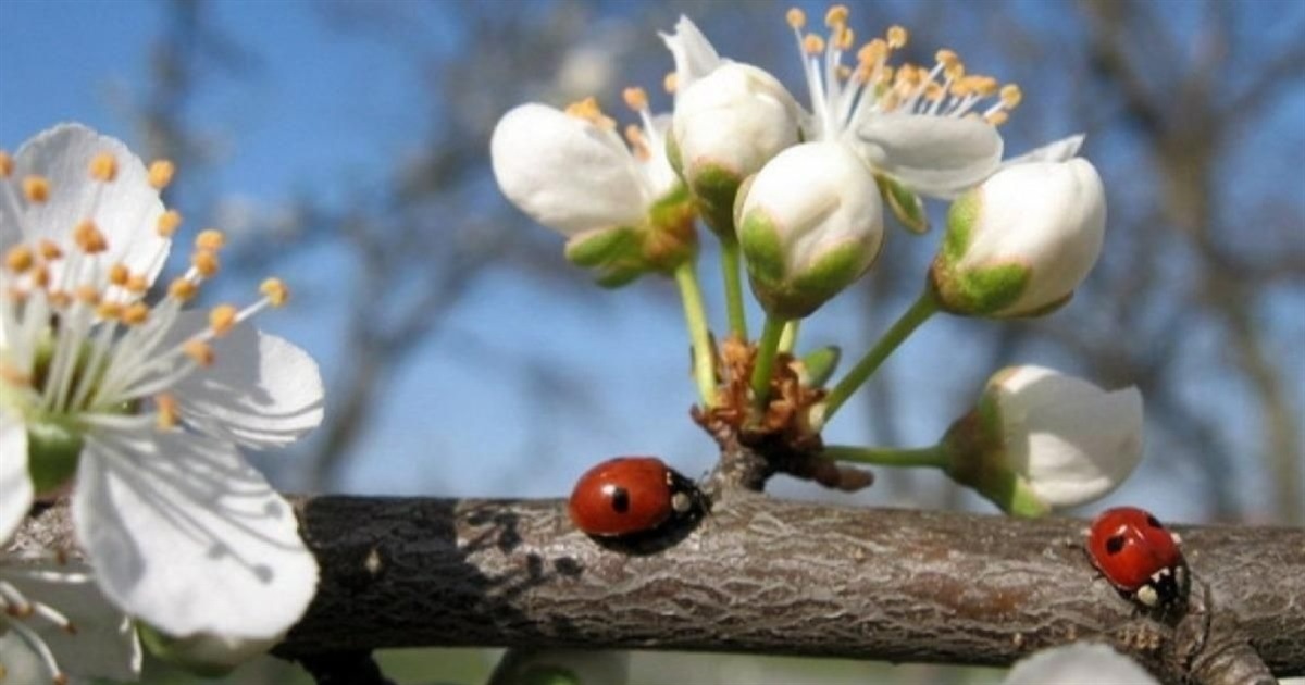 Трохи дощитиме і буде туманно: прогноз погоди на Сумщині та в Україні