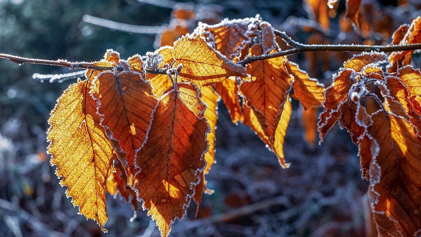 На Сватівщину йдуть морози: Якою буде погода у останні дні жовтня і перші дні листопада 2019
