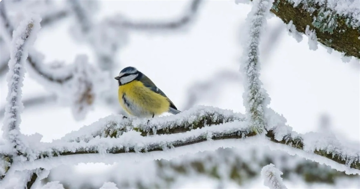 Нічні морози на Сумщині місцями сягатимуть 27 градусів: прогноз погоди