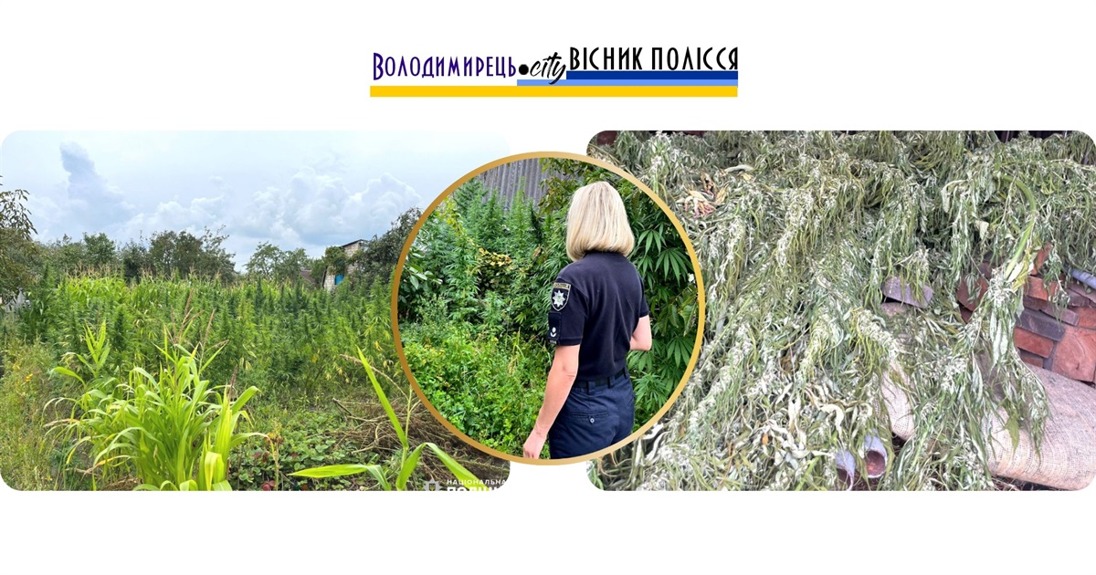 Варашанина викрито на вирощуванні конопель в Старій Рафалівці