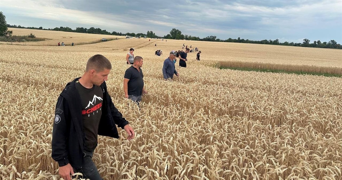 Понад 100 осіб шукали 3-річну дівчинку, яка загубилася в полі на Житомирщині