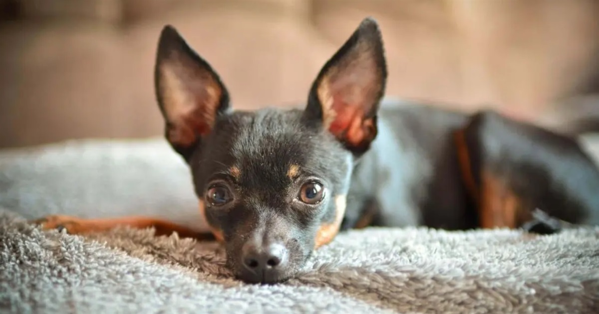 На Шепетівщині чоловік викинув собаку з 7-го поверху: поліцейські оголосили йому підозру