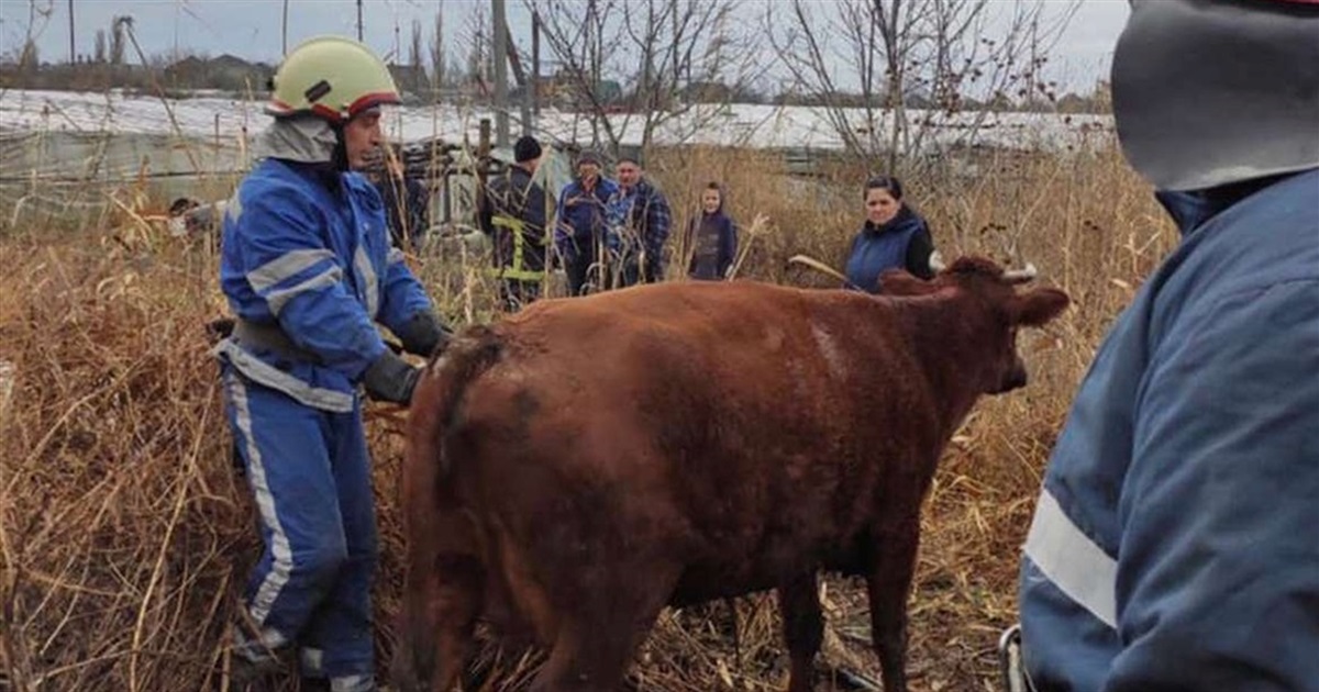 Спасение Зорьки: сотрудники ГСЧС в Измаиле вызволили из ямы корову (видео)