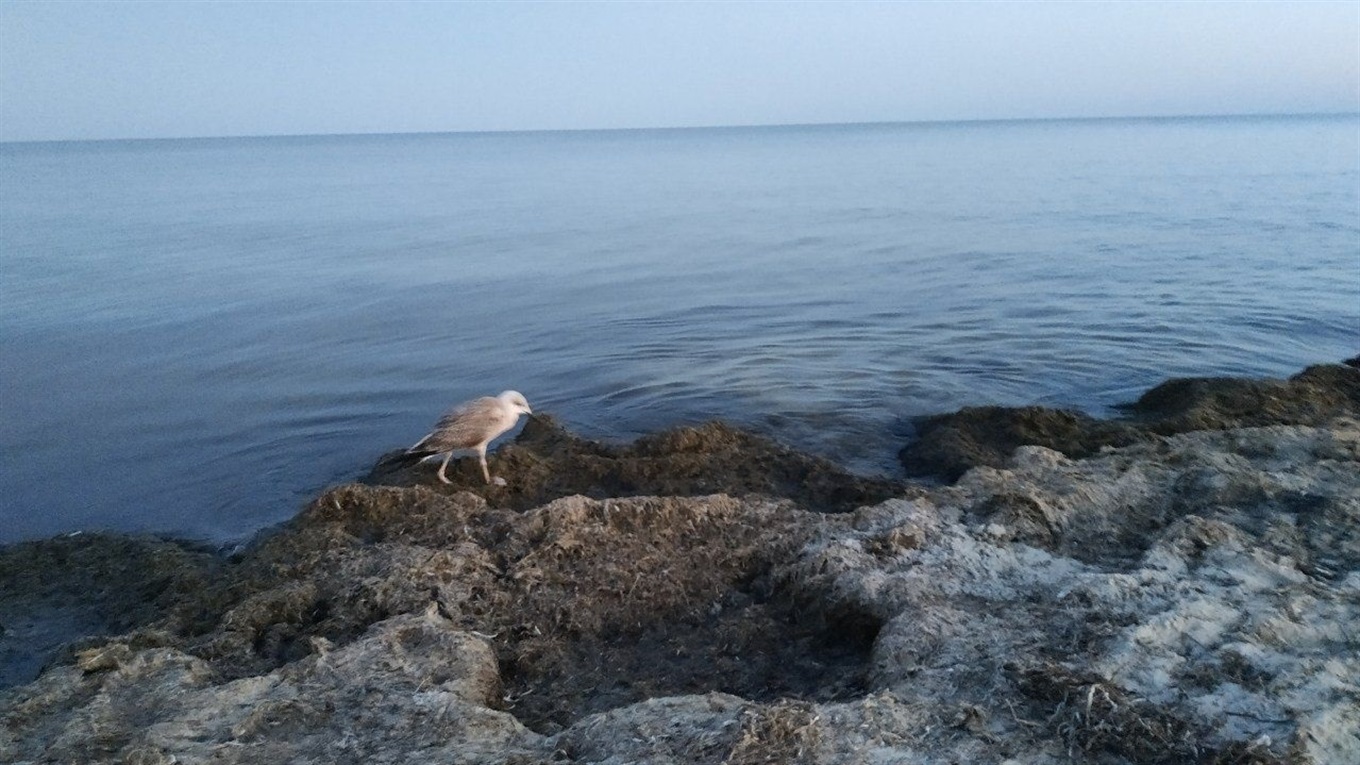 Погода в Джарылгаче: : климат, температура воздуха и воды в море