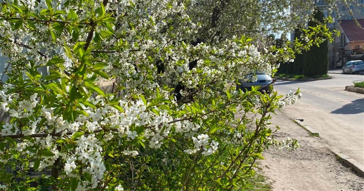 Бар починає квітнути: фотодобірка з вулиць міста