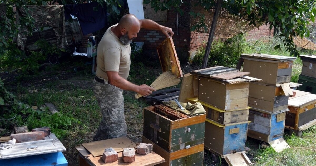 На "нулі" під Бахмутом в медичному пункті 30 ОМБр облаштували унікальну пасіку