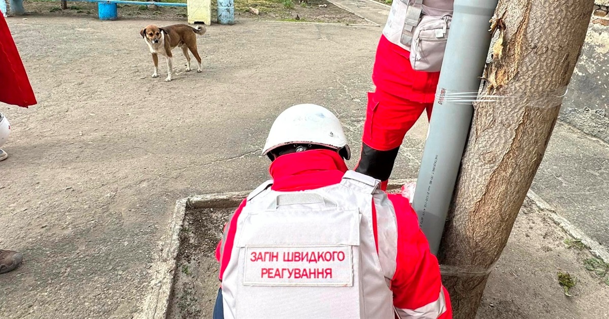 "Важливо не забувати про чотирилапих". Волонтери становили в Оріхові годівниці для покинутих тварин