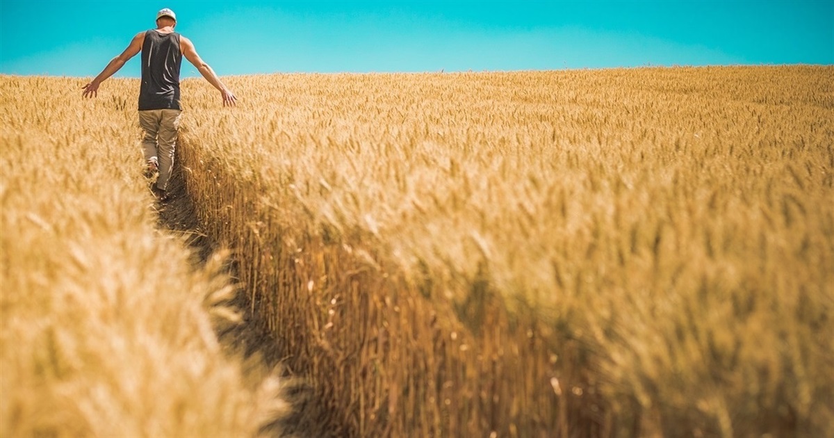 Як укласти договір купівлі-продажу земельної ділянки сільськогосподарського призначення: алгоритм