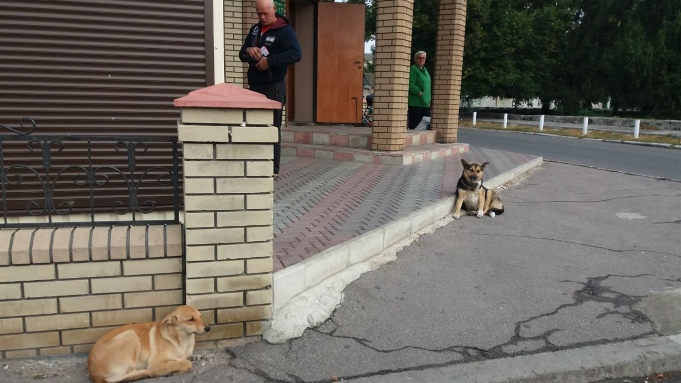 Безпритульні тварини — локальна проблема національного масштабу