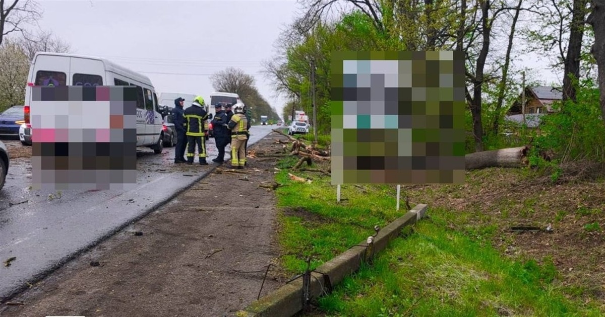 У Шипинцях через негоду дерево впало на дорогу та пошкодило автобус, у якому перебували діти