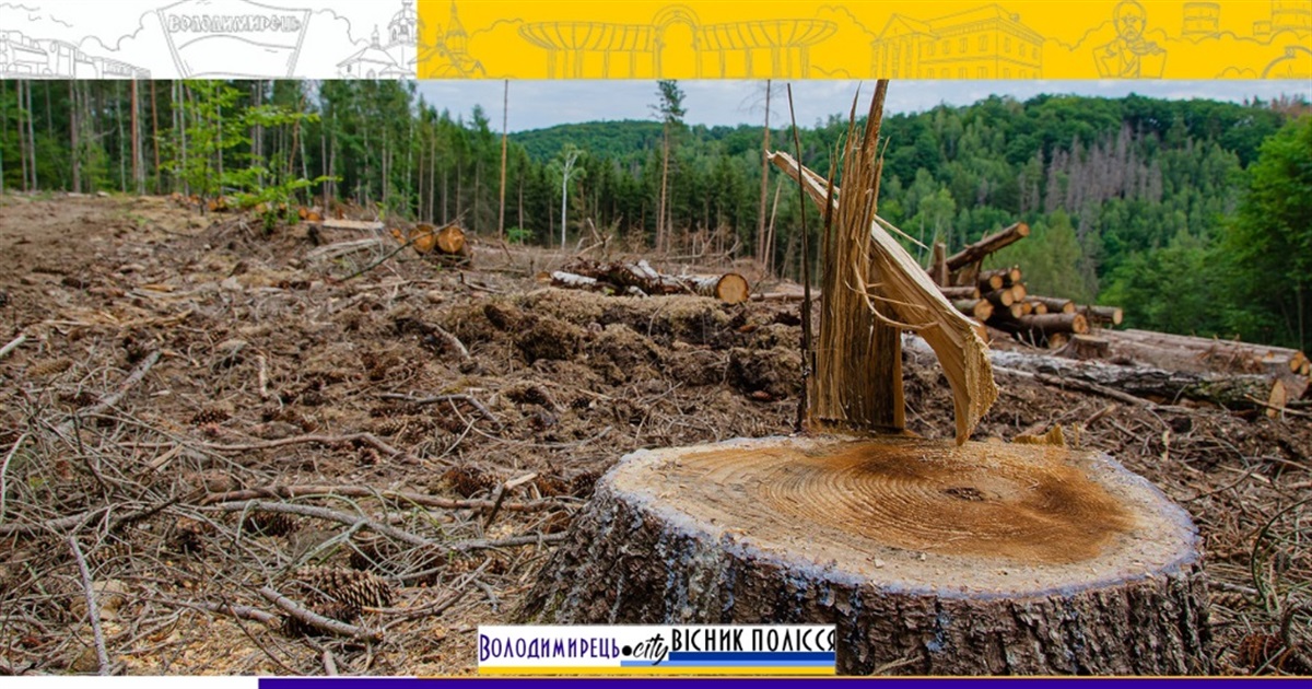 На землях запасу Вараської громади вирізали ліс – "світить" штраф у 14 млн гривень