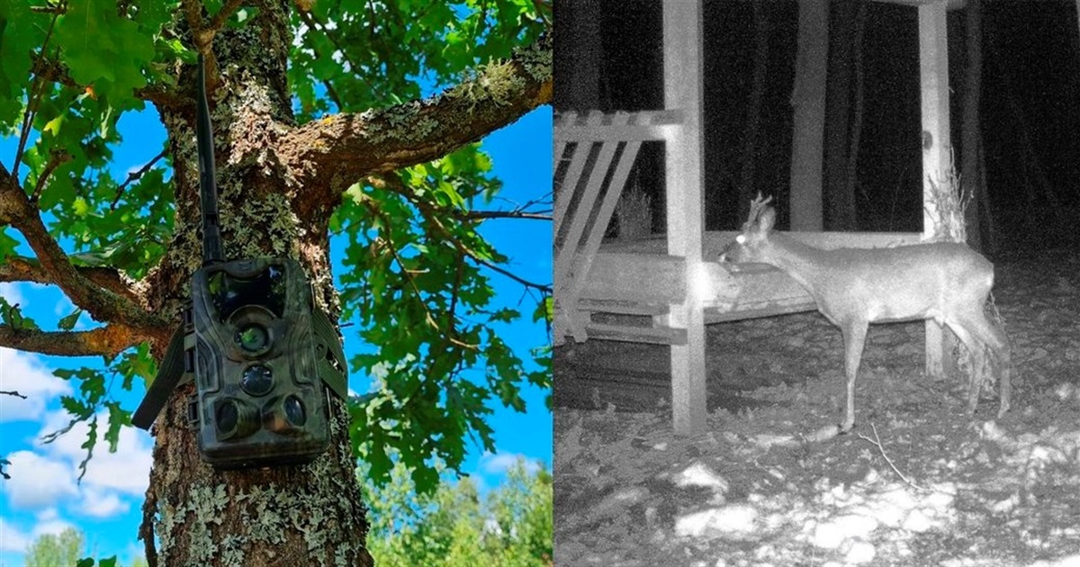 Зграя вовків в лісі на Звягельщині — їх зафіксували фотопастки: деталі