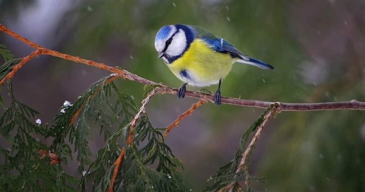 🐦Чубата, болотяна, пухляк: скільки ще видів синиць живе в Україні, і які з них водяться на Дністрі?