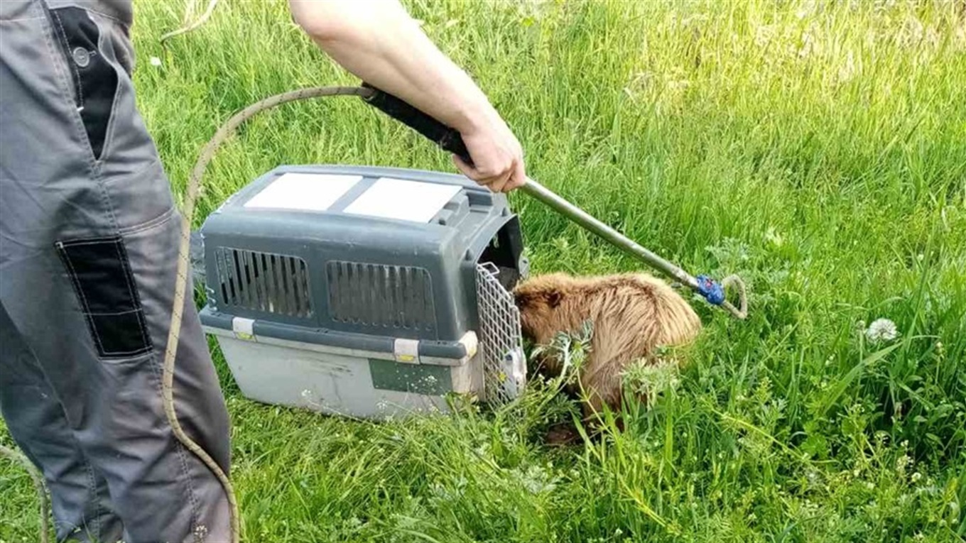 На Переяславщині врятували пораненого бобра