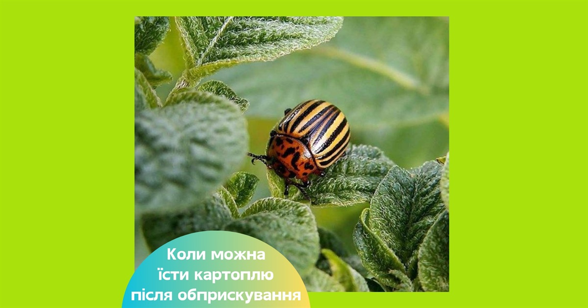 Коли можна їсти картоплю після обробки від жука — відповідаємо на питання, що вас цікавлять