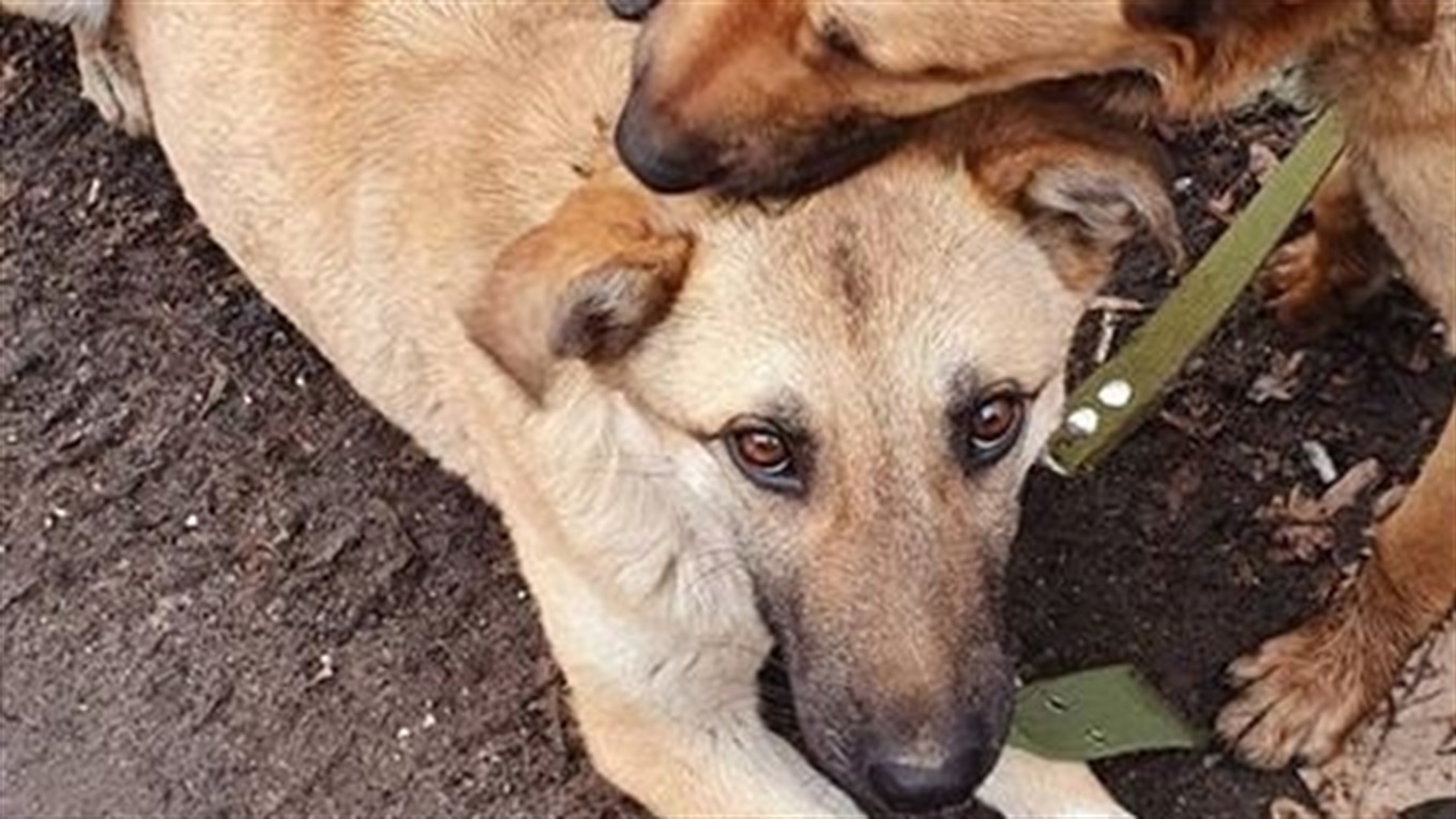 У Лозовій безхатька підозрюють у вбивстві та поїданні собак
