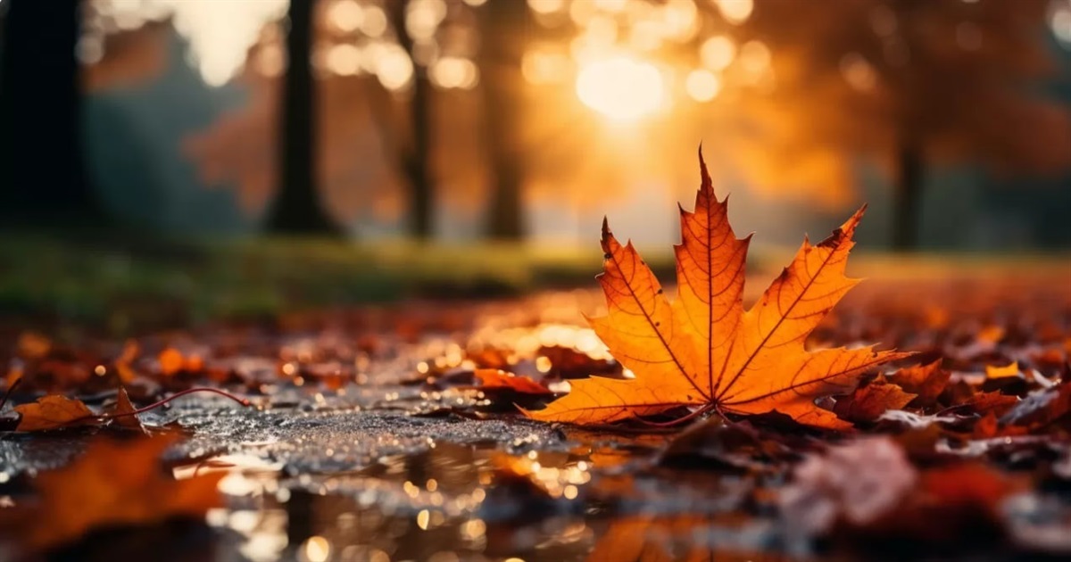 На початку наступного тижня на Сумщині трохи дощитиме: прогноз погоди