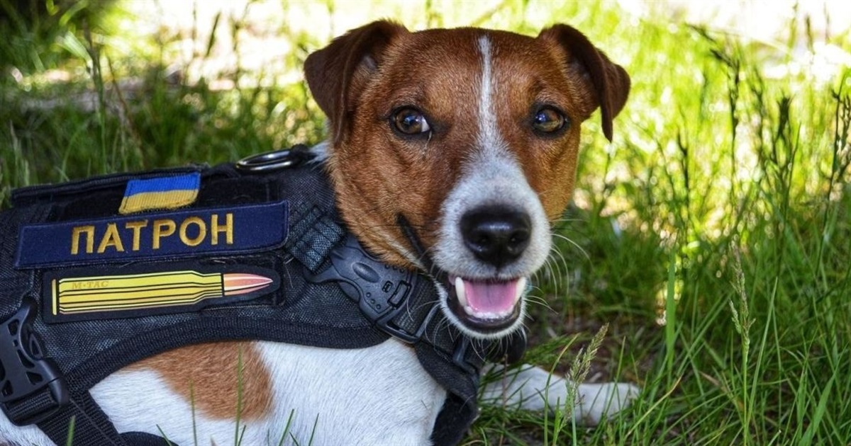 🧸 Не лише Патрон: які тварини воюють з росіянами на боці ЗСУ