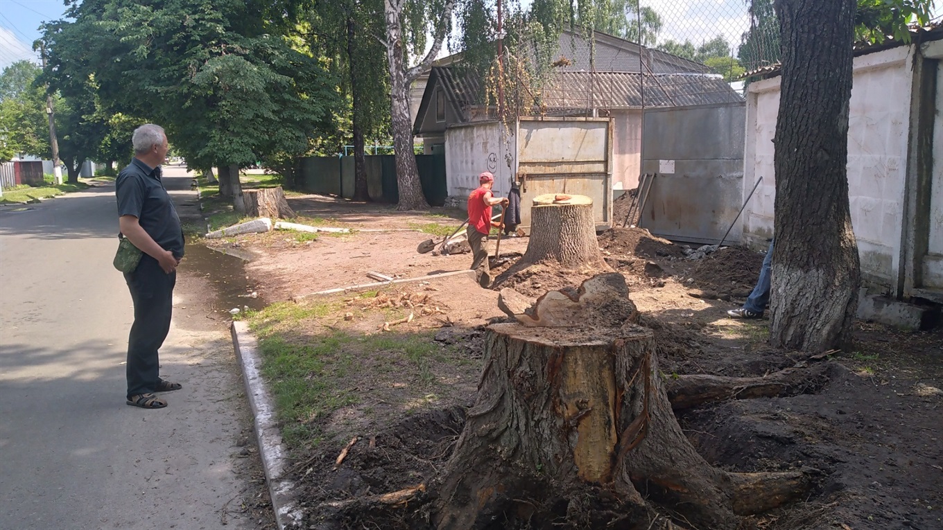 На території Переяславської громади дерева і видаляють, і висаджують
