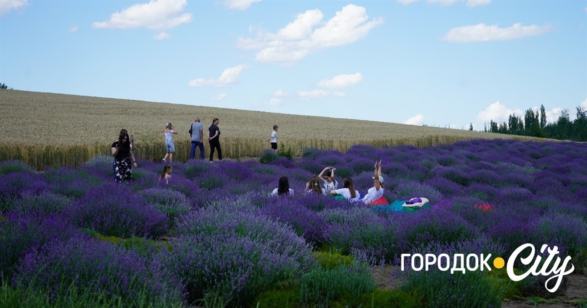Локація у Городку увійшла до переліку з 50 наймальовничіших лавандових полів України
