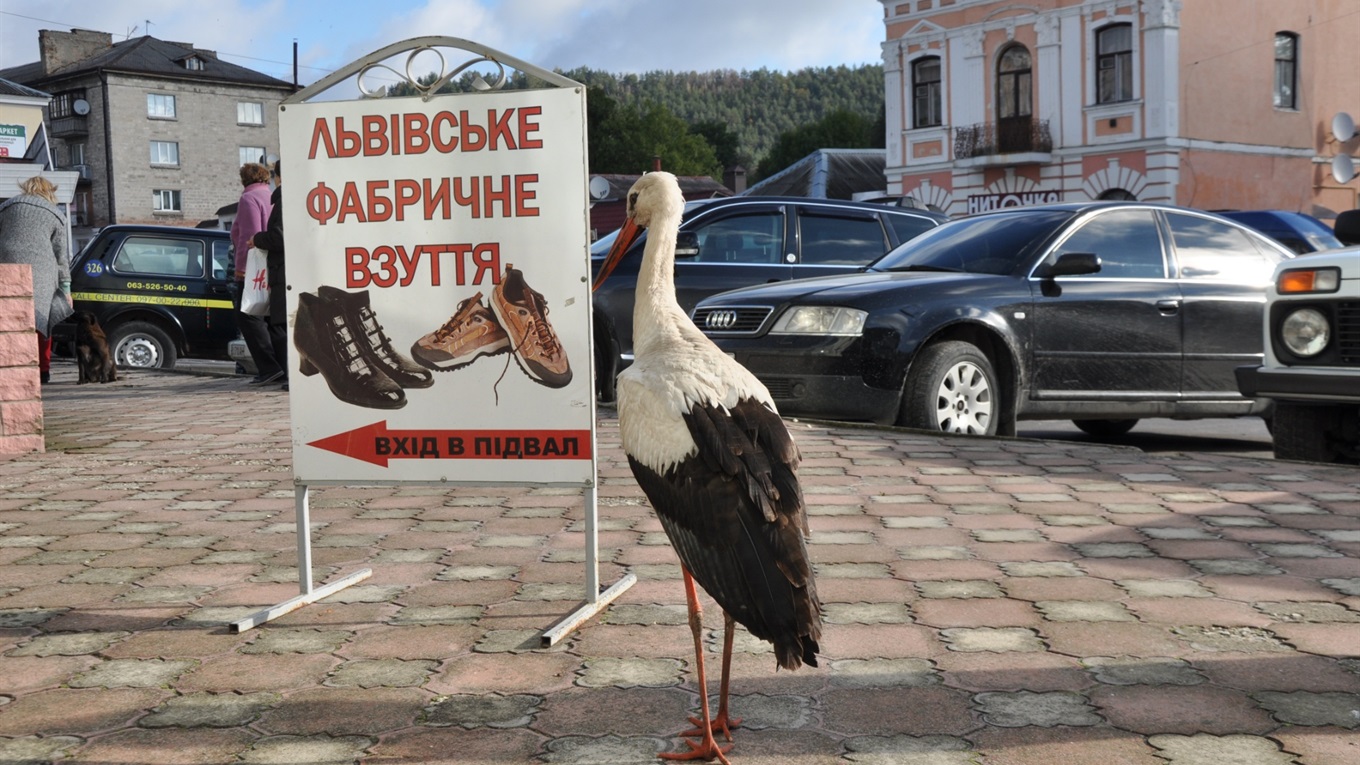 Самотнього лелеку прихистили монахи Свято-Духівського Почаївського чоловічого монастиря: як це було