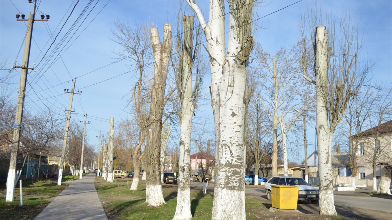 Дерева заплатили гіллям за безпеку біляївців: у місті пройшла обпиловка 