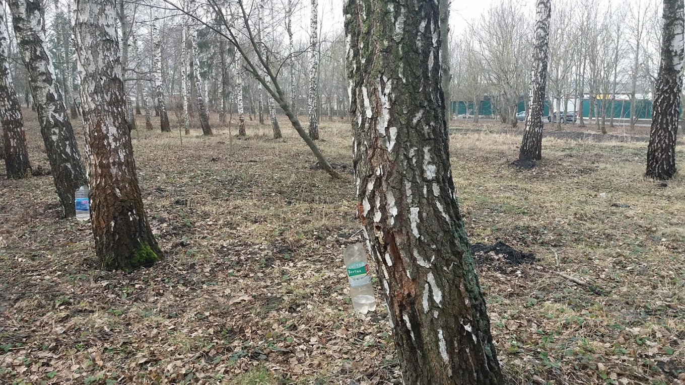 “Я цей парк садив, тож маю право”. Чи не шкодить березам збирання соку