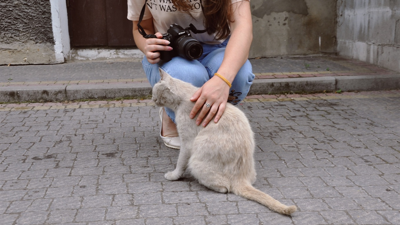 Фоторепортаж: коти і місто