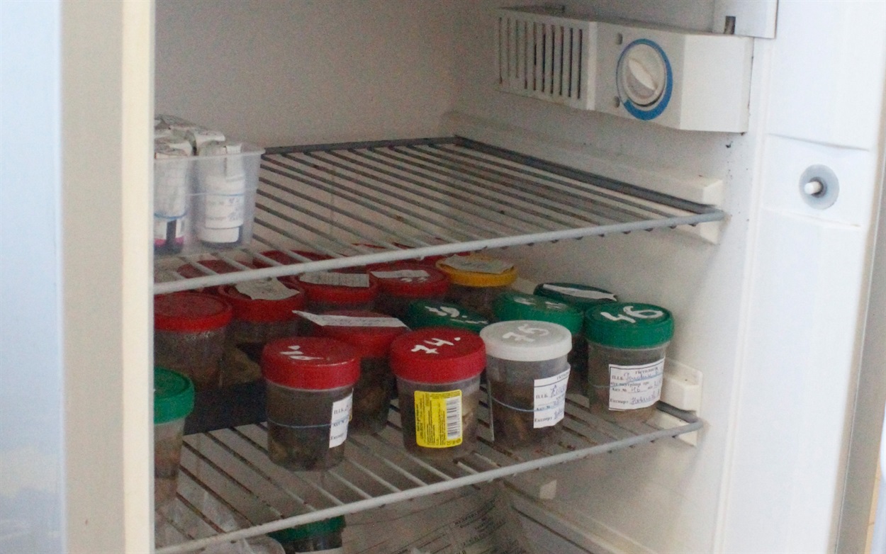 Пробы для гистологического исследования хранятся в холодильнике