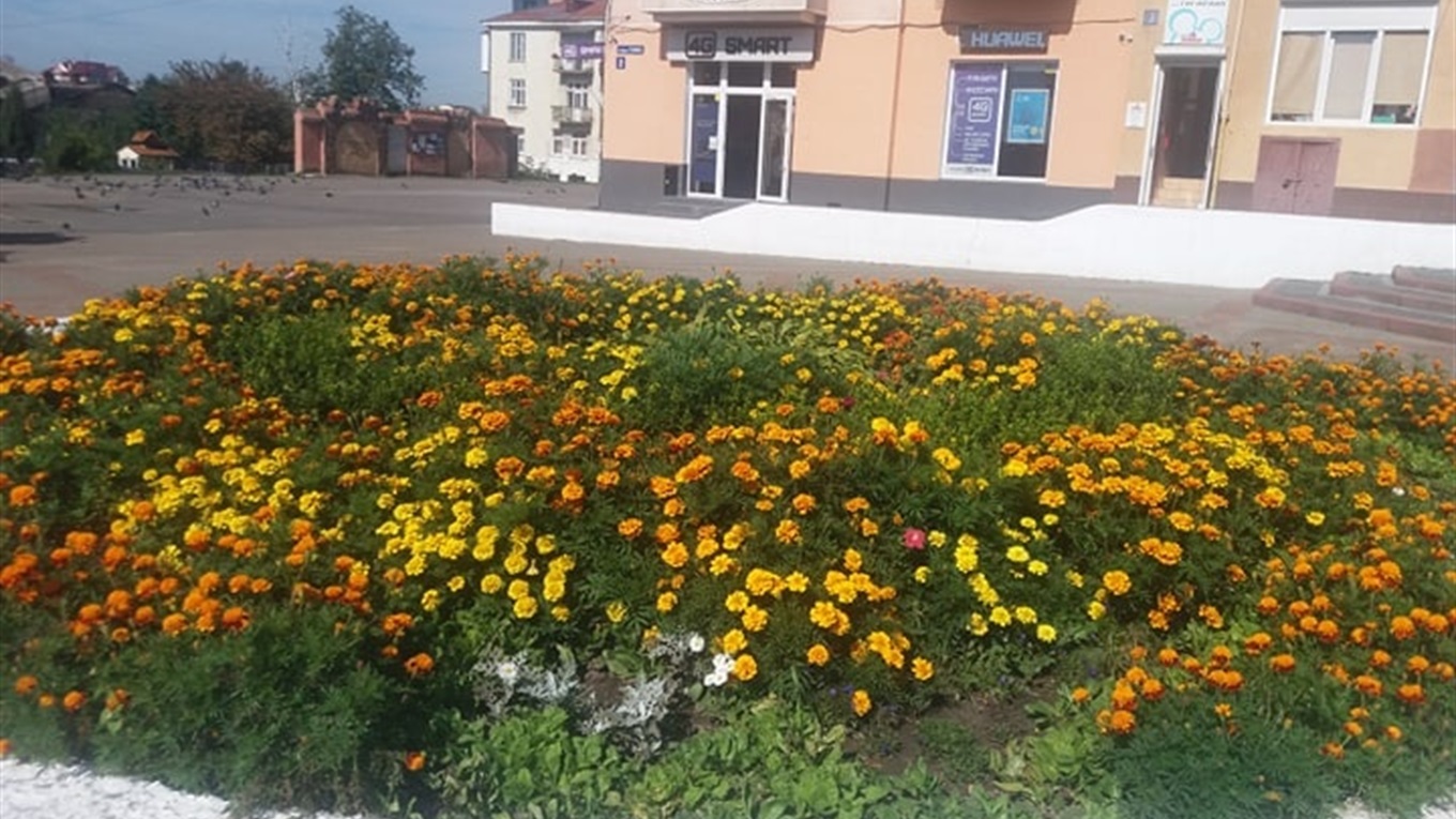 Калуш осінній: впізнай клумбу