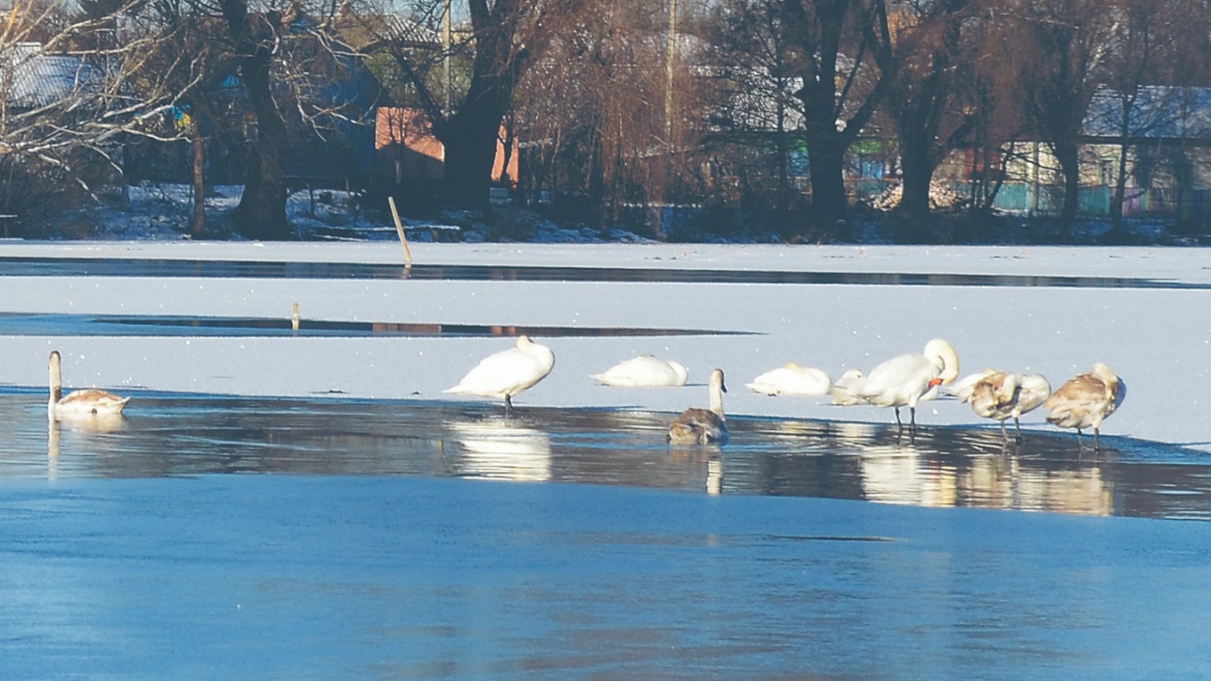 Лебедина зграя, яка стала місцевою привабою в Холмах, відлетіла