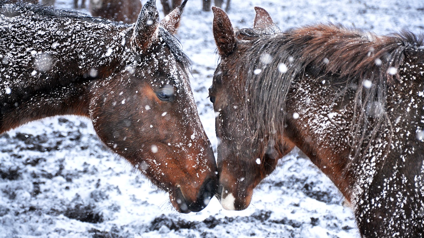 Зима і тварини. 10 фото від чортківського фотографа Ореста Лижечки